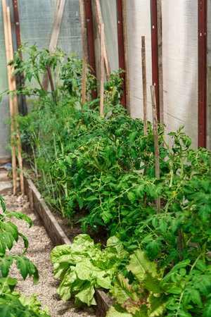 Tomatoes ripening on hanging stalk in greenhouse