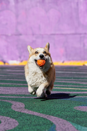 Corgi dog plays while holding an orange ball in his mouth.