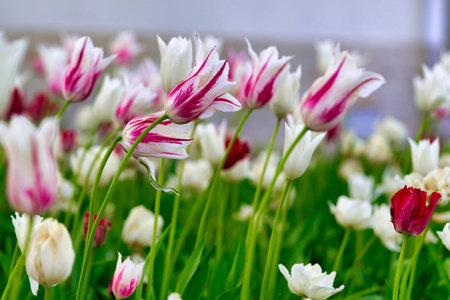 Bright flowers of tulips on a tulip field on a sunny morning, spring flowers tulips