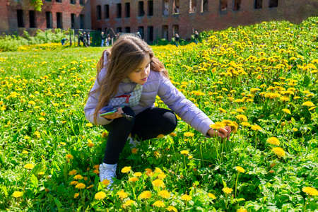 Teenage girl sitting in a field of yellow dandelions. Child picks dandelion flowersの写真素材