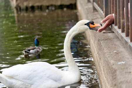 White swan with a long neck and a red beak eats food from hands. Close upの写真素材
