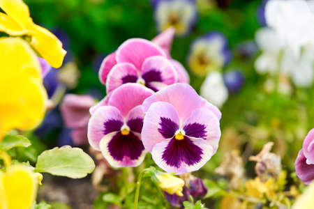 Multicolored pansy flower plant natural background, summer time. Close upの写真素材