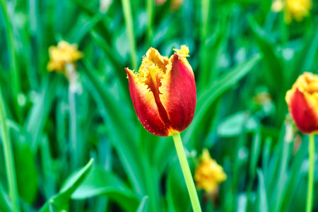 Bright flowers of tulips on a tulip field on a sunny morning, spring flowers tulips