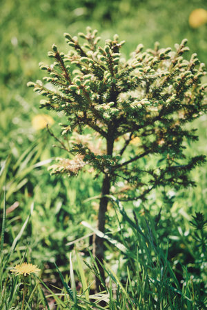 Small young green tree growing among the grass on a sunny summer day. Close up