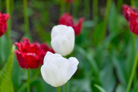 Bright flowers of tulips on a tulip field on a sunny morning, spring flowers tulipsの写真素材