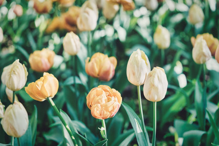 Bright flowers of tulips on a tulip field on a sunny morning, spring flowers tulips