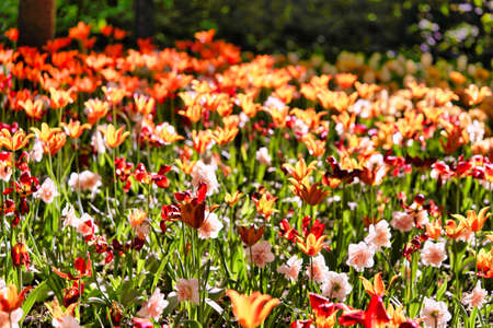 Bright flowers of tulips on a tulip field on a sunny morning, spring flowers tulipsの写真素材