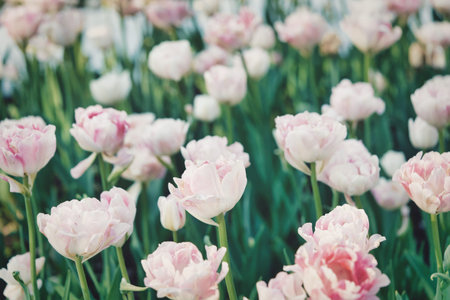 Bright flowers of tulips on a tulip field on a sunny morning, spring flowers tulips