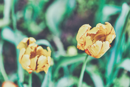 Bright flowers of tulips on a tulip field on a sunny morning, spring flowers tulips