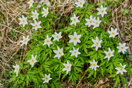 Snowdrops are not large white flowers that appear first in the forest in springの写真素材