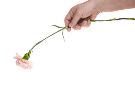 Hand holds a carnation flower on a white background, a template for designers. Close upの写真素材