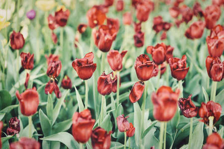 Bright flowers of tulips on a tulip field on a sunny morningの写真素材