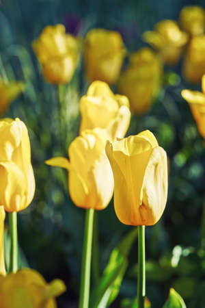 Bright flowers of yellow tulips on a spring meadowの写真素材