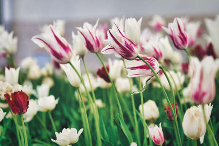 Bright flowers of tulips on a tulip field on a sunny morningの写真素材