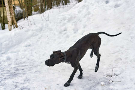 Big black hunting dog walks in snow parkの写真素材