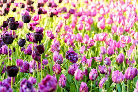 Bright flowers of tulips on a tulip field on a sunny morningの写真素材