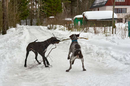 Two dogs play with a tree branch on a winter forest roadの写真素材