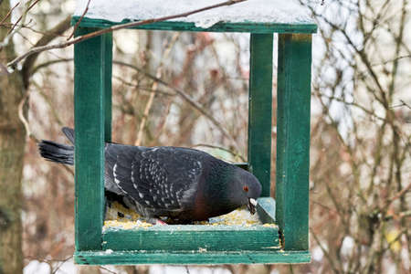 Gray pigeon eating grain in bird feeder hanging in park in winterの写真素材