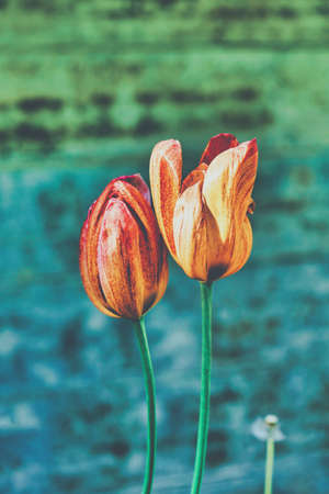 Bright flowers of red and yellow tulips in the park in springの写真素材