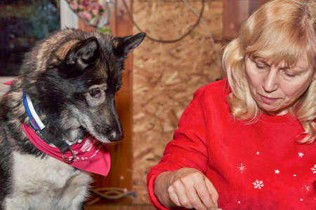 A woman with white hair and a sled dog sit at the dinner tableの写真素材