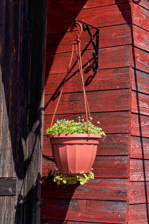Flowerpot hanging from a wooden wall at homeの写真素材