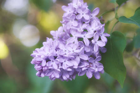 Bright beautiful lilac flowers, close up on a sunny spring morningの写真素材