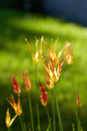 Bright flowers of tulips on a tulip field on a sunny morningの写真素材
