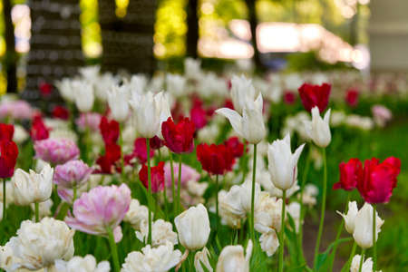 Bright flowers of tulips on a tulip field on a sunny morningの写真素材