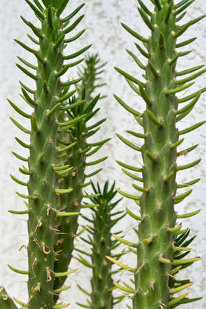 Green cacti with long thorns against a light wall. Vertical shotの写真素材