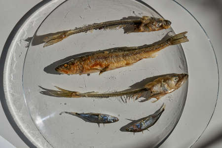 Whole fried fish smelt and fish bones on a plate.の写真素材