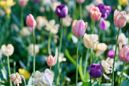 Bright flowers of tulips on a tulip field on a sunny morningの写真素材