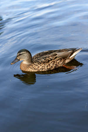 Gray wild duck swims in the water close up. Waterfowl in the waterの写真素材