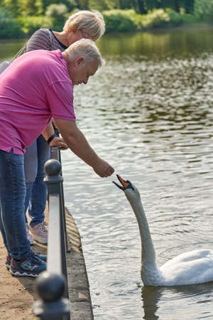 A man feeds from his hands a white swan floating in the water. Feeding the birds.の写真素材