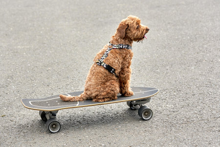A brown dog sits on a skateboard on a background of asphalt. The dog is riding a skateboardのeditorial素材