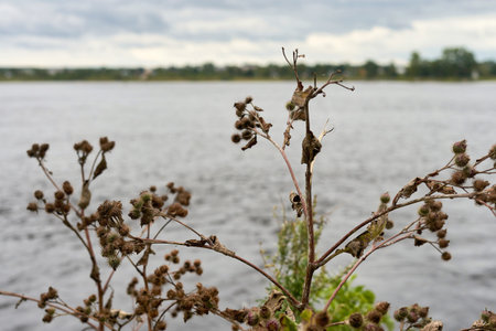 Thorny bushes of burdock on the background of the lake