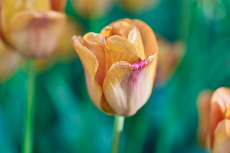 Bright flowers of tulips on a tulip field on a sunny morningの写真素材