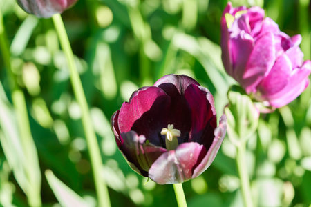 Bright flowers of tulips on a tulip field on a sunny morning