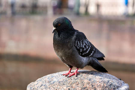 Pigeons sit on the granite parapet of the embankmentの写真素材