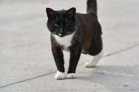 A black cat without a hind paw is walking down the street. Portrait of a fluffy black cat disabledの写真素材