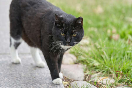 A black cat with white spots walks on the green grass. Portrait of a fluffy black catの写真素材