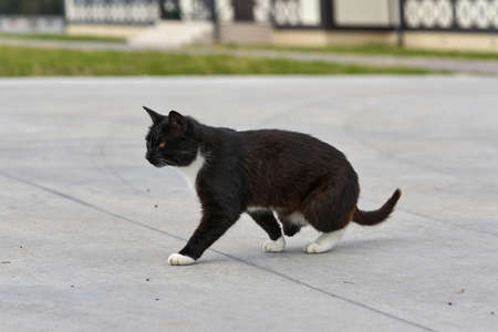 A black cat without a hind paw is walking down the street. Portrait of a fluffy black cat disabledの写真素材