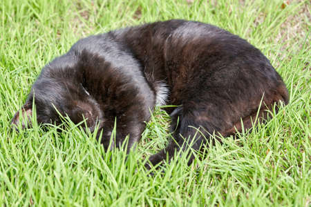 Black fluffy cat sleeps on green grass on a summer day. Portrait of a black cat sleeping in the grassの写真素材
