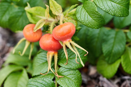 Red and orange rose hips on a background of green leaves. Fragment of a rose hip bush with ripe...