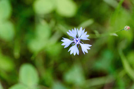 Blue cornflower flower on a background of grass on a summer sunny day. One cornflower grew in a meadowの写真素材