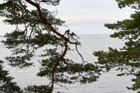 Green oak leaves, a young tree begins to grow in the forest. Small oakの写真素材