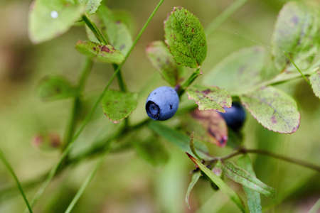 Green oak leaves, a young tree begins to grow in the forest. Small oakの写真素材