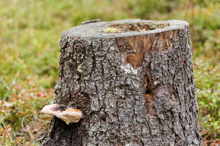 Green oak leaves, a young tree begins to grow in the forest. Small oakの写真素材