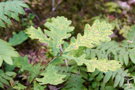 Green oak leaves, a young tree begins to grow in the forest. Small oakの写真素材
