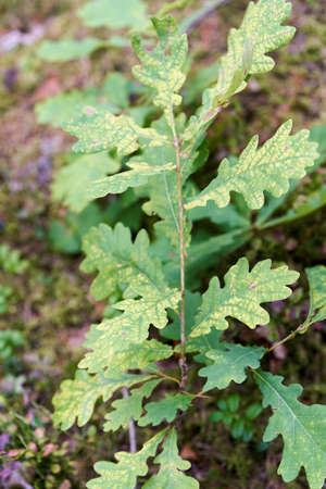 Green oak leaves, a young tree begins to grow in the forest. Small oakの写真素材