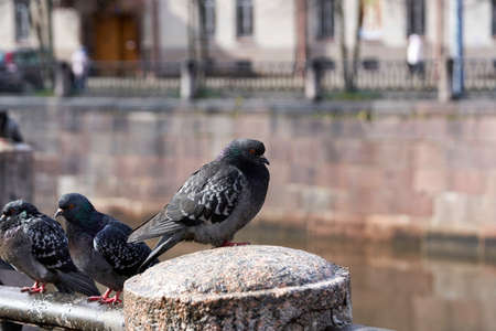 Pigeons sit on the granite parapet of the embankmentの写真素材